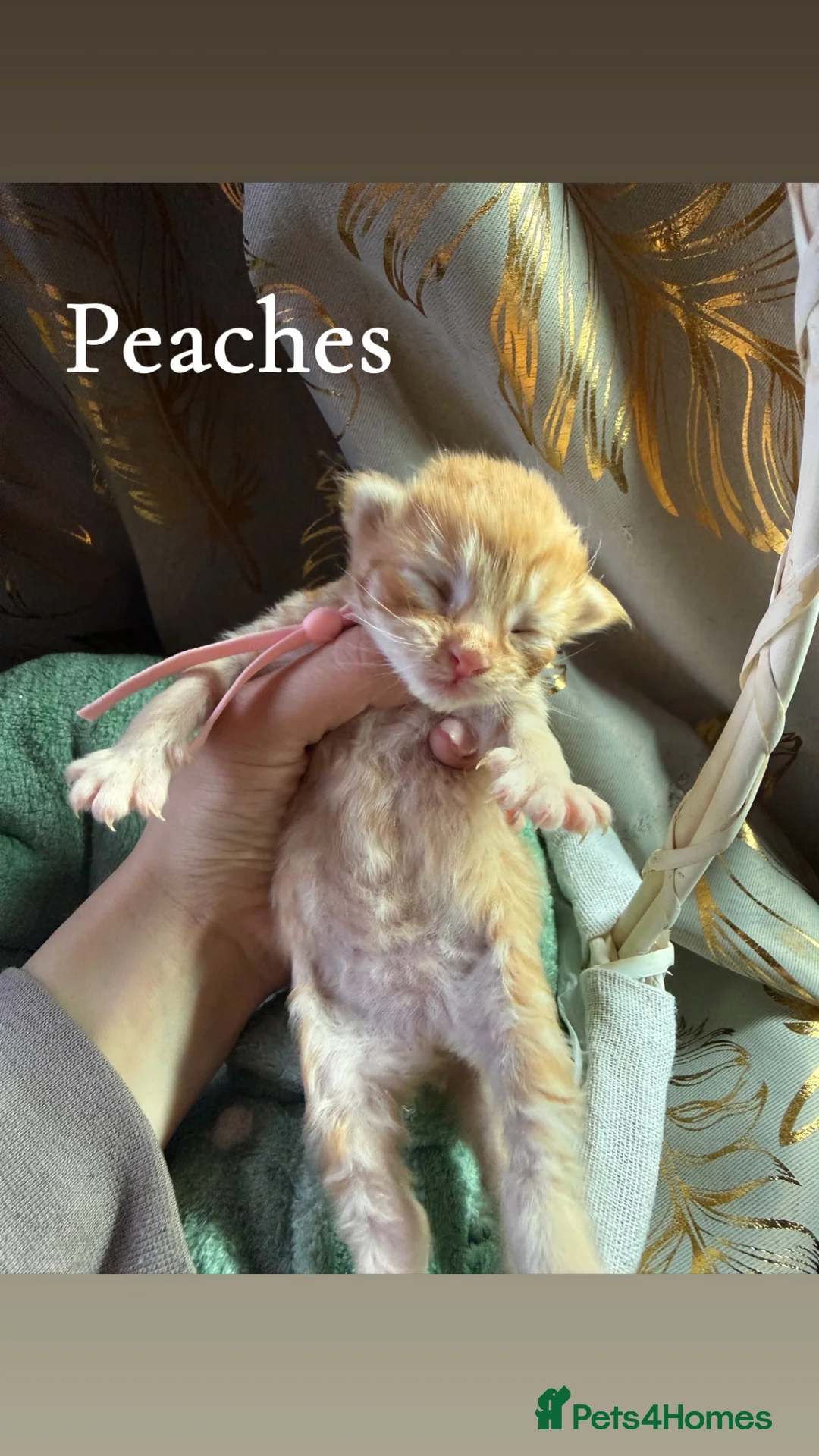 Siberian cats for sale: 6 beautiful siberian kittens  - Advert 5