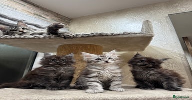 Maine Coon cats - Advert 7