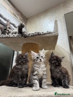 Maine Coon cats - Advert 7