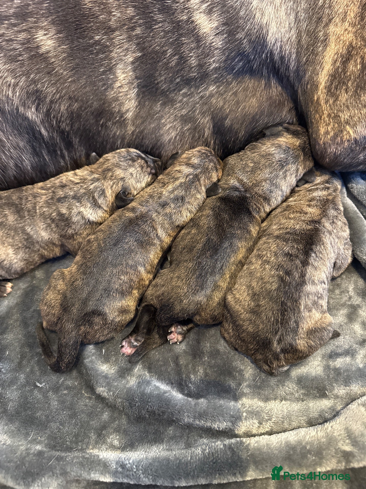 Presa Canario dogs for sale: Presa Canario puppies  - Advert 2