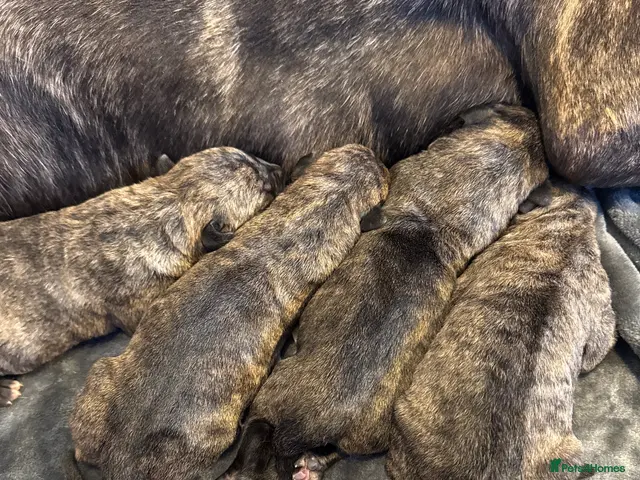 Presa Canario dogs for sale: Presa Canario puppies - Advert 2