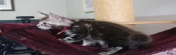 Maine Coon cats for sale: 6 pedigree Mainecoon kittens  - Advert 8