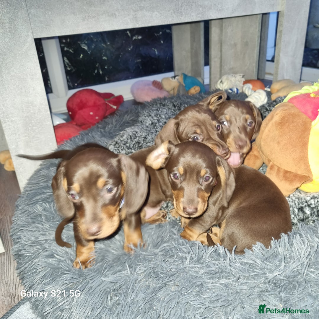 Dachshund dogs for sale: Chocolate and tan miniature dachshunds  - Advert 2