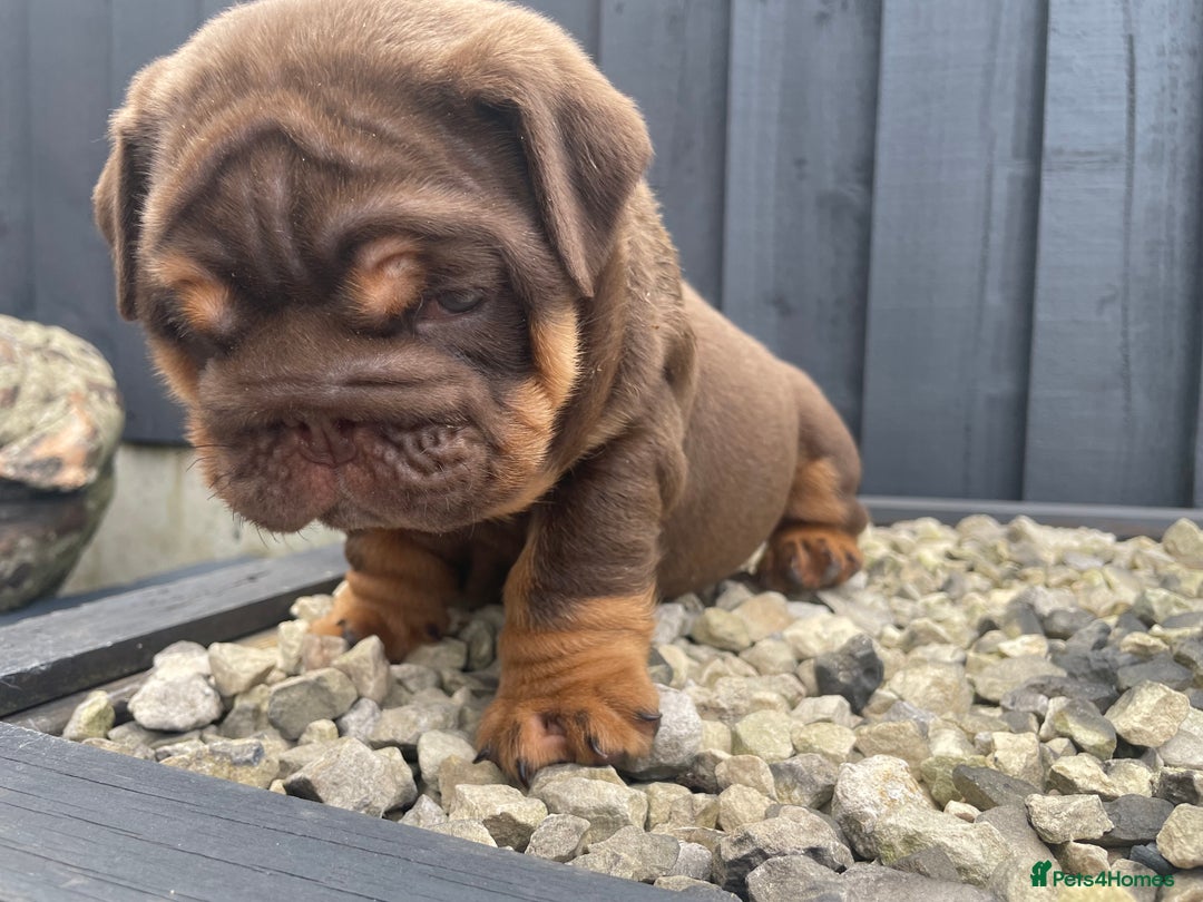 English Bulldog dogs for sale: Quality English bulldogs  - Image 12
