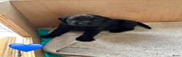 Labrador Retriever dogs for sale: 2 gorgeous black boys available  - Advert 24