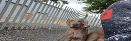 Weimaraner dogs for sale: 4 beautiful males - Advert 3