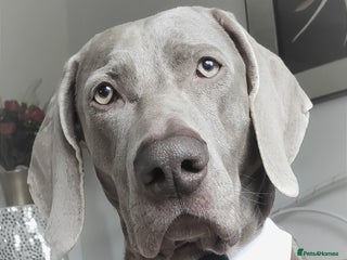 Weimaraner dogs in Woodbridge - Advert 1