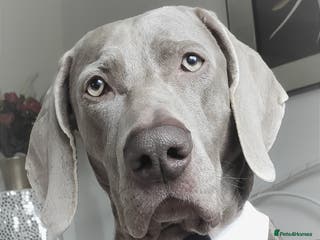 Weimaraner dogs 🌟Superb🌟Proven🌟Hip Scored🌟KC in Woodbridge - Advert 1