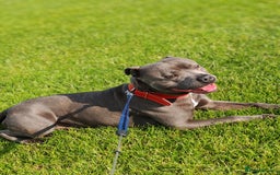 Staffordshire Bull Terrier dogs for stud: Staffordshire bull terrier   - Image 4