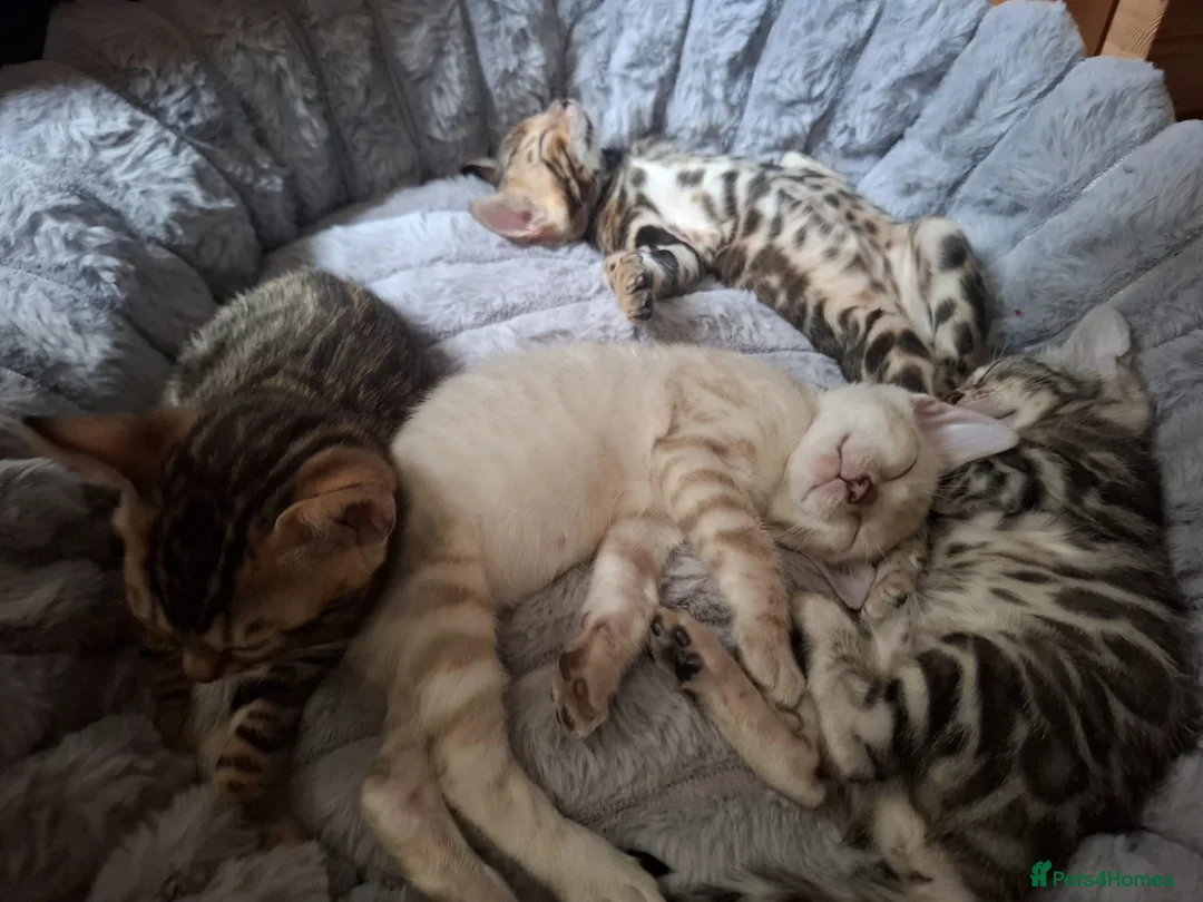 Bengal cats for sale: Stunning Bengal Kittens  - Advert 2