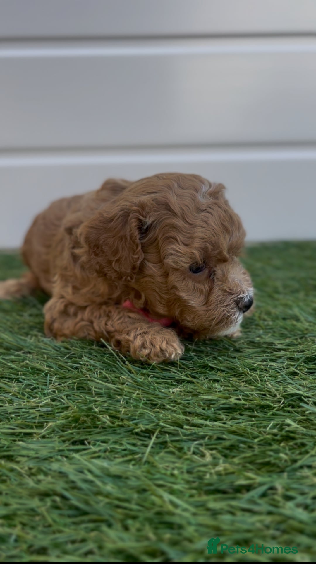 Toy Poodle dogs for sale: Adorable Toy Poodle Pups Looking for Forever Homes - Image 13