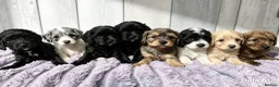 Mixed Breed dogs for sale:  🐾 READY NOW - Cavapoochon Puppies 🐾 - Advert 3