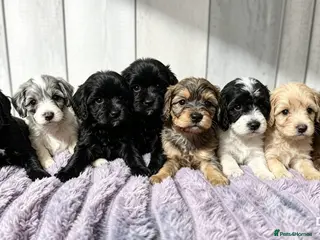 Mixed Breed dogs 🐶 🐾 Beautiful Cavapoochon Puppies 🐾 - Advert 10