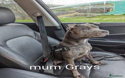 Staffordshire Bull Terrier dogs for sale: Ms/Mister - Image 3