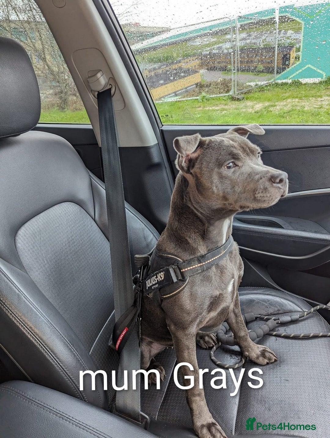 Staffordshire Bull Terrier dogs for sale: Ms/Mister - Image 3