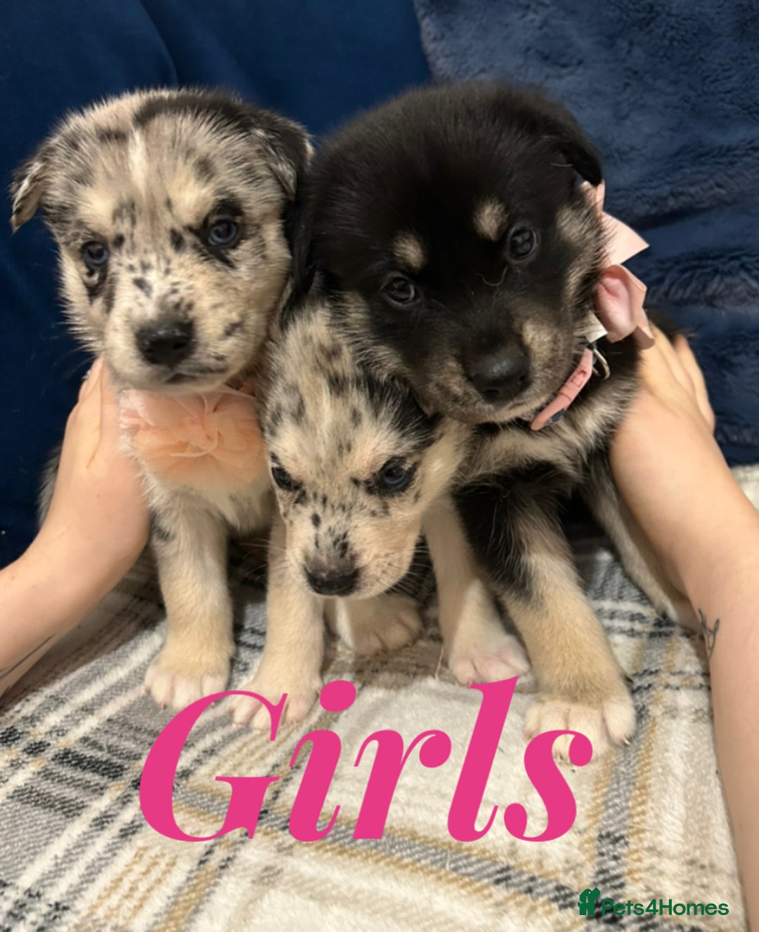 Siberian Husky dogs for sale: Husky cross pups! - Image 2