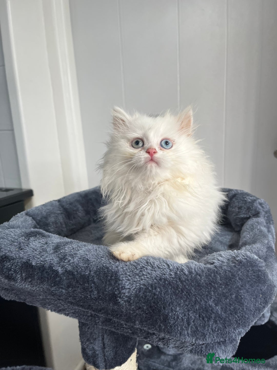 Turkish Angora cats for sale: Stunning Turkish Angora x Persian kittens  - Image 11