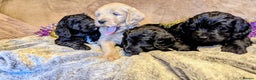 Mixed Breed dogs for sale: Bernedoodle  - Advert 2