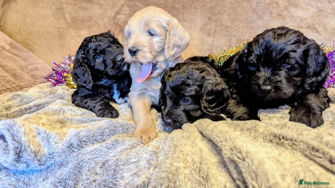 Mixed Breed dogs for sale: Bernedoodle  - Advert 2