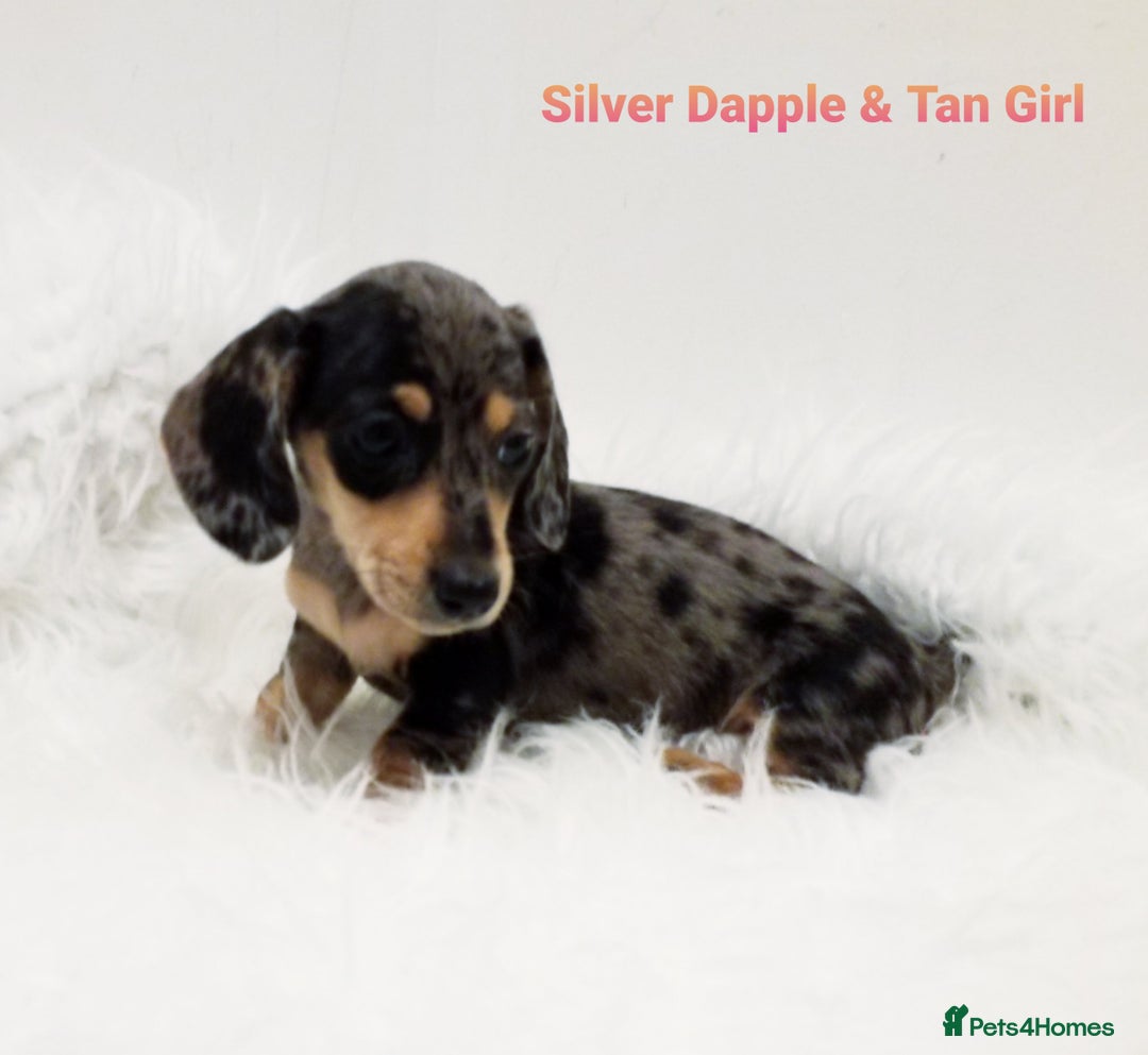 Miniature Dachshund dogs for sale: STUNNING KC DAPPLES. 5* breeder - Image 6