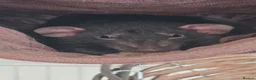 Rat rodents for sale: 4 baby rats to rehome  - Advert 4