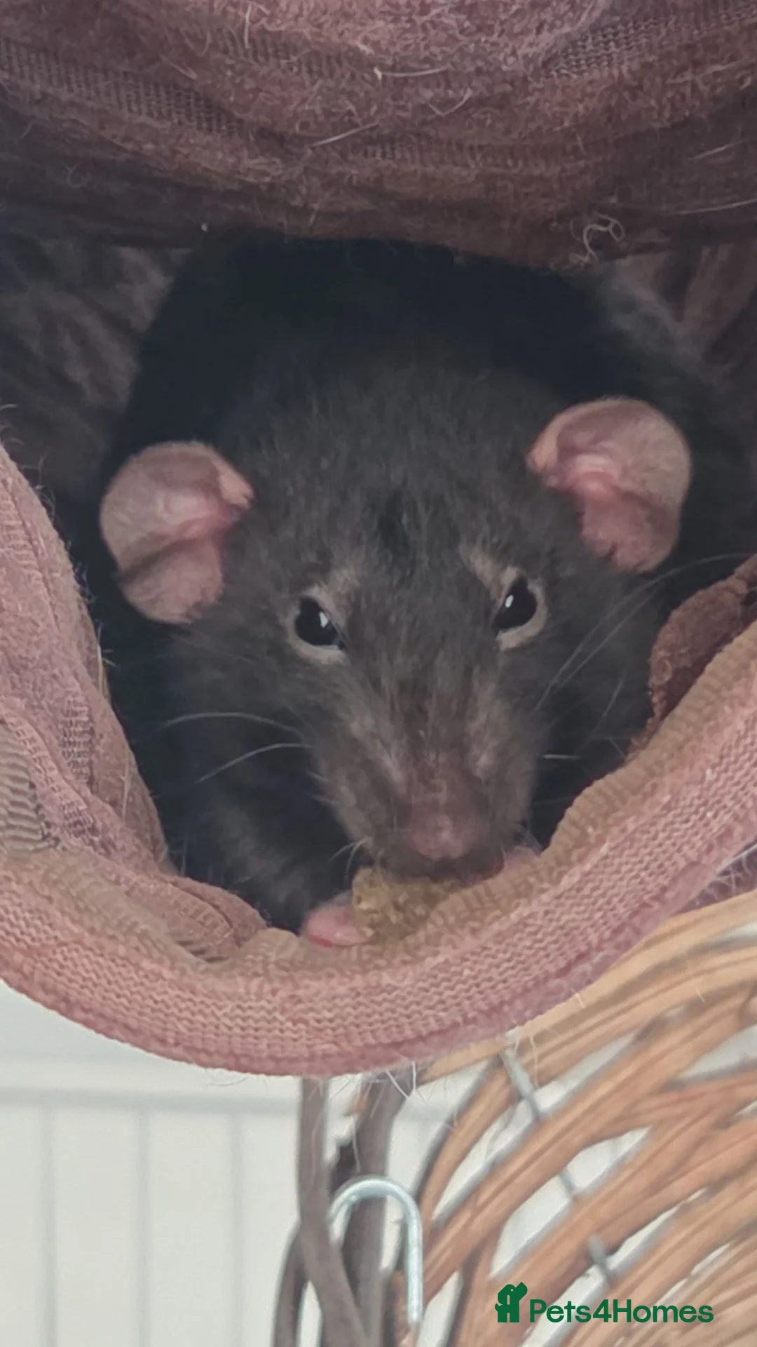 Rat rodents for sale: 4 baby rats to rehome  - Advert 4
