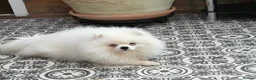 Pomeranian dogs for sale: Pomeranian puppies double coat Kc registered  - Advert 25