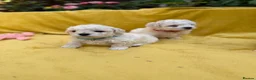 Bichon Frise dogs for sale: ⭐️Gorgeous Bichon Frise Puppies Available ⭐️ - Advert 6