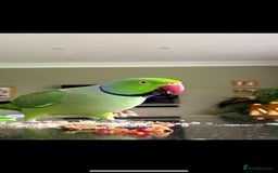 Parrots birds for sale: George the Indian Ringneck - Image 2