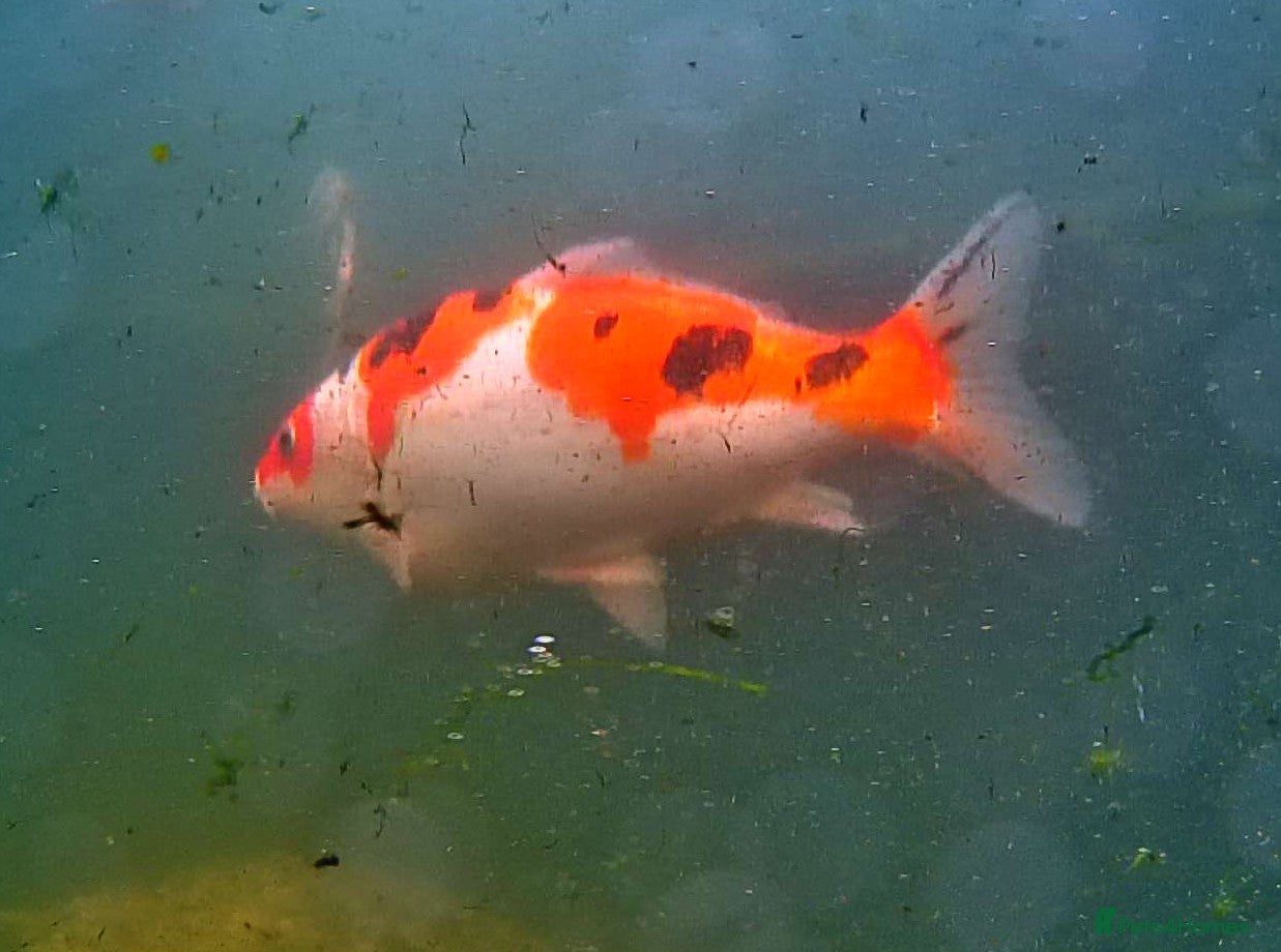 Koi Carp fish for sale: Koi Carp in Andover - Advert 3