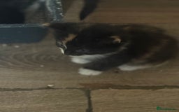 Mixed Breed cats for sale: 6 kittens all different colours  - Image 6
