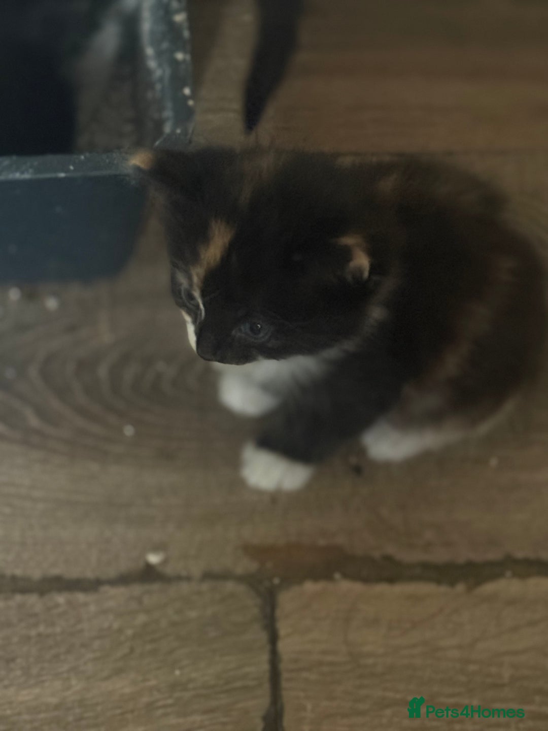 Mixed Breed cats for sale: 6 kittens all different colours  - Image 6