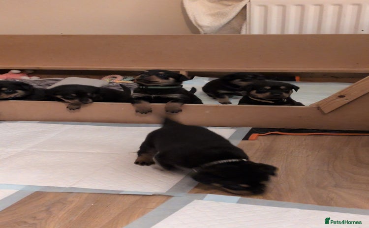 Rottweiler dogs Rottweiler ready 27.12.25 - Advert 15