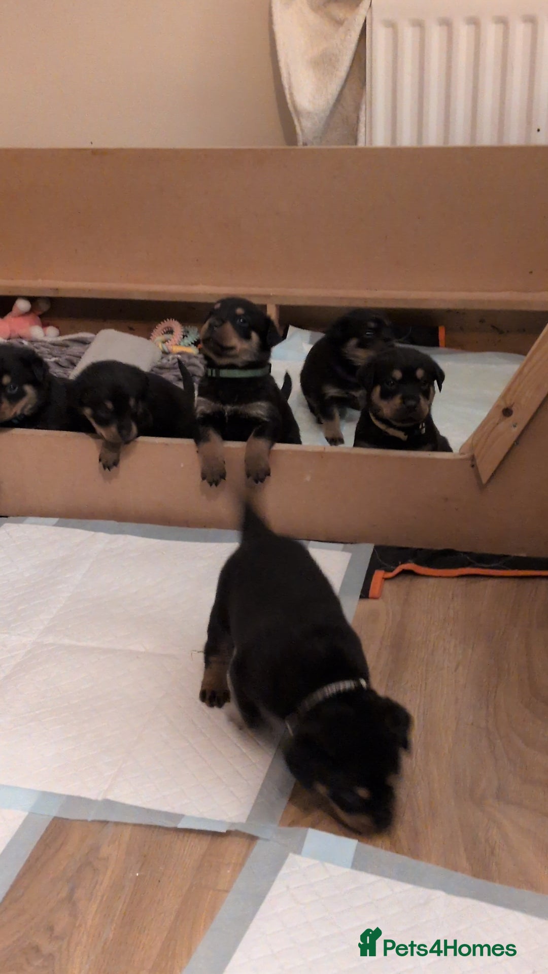 Rottweiler dogs for sale: ⭐ Rottweiler ⭐ - Advert 7