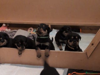 Rottweiler dogs Rottweiler ready 27.12.25 - Advert 15