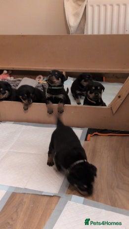 Rottweiler dogs Rottweiler ready 27.12.25 - Advert 15