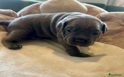Staffordshire Bull Terrier dogs for sale: 🐾 Beautiful Staffordshire Bull Terrier Puppies 🐾 - Image 4