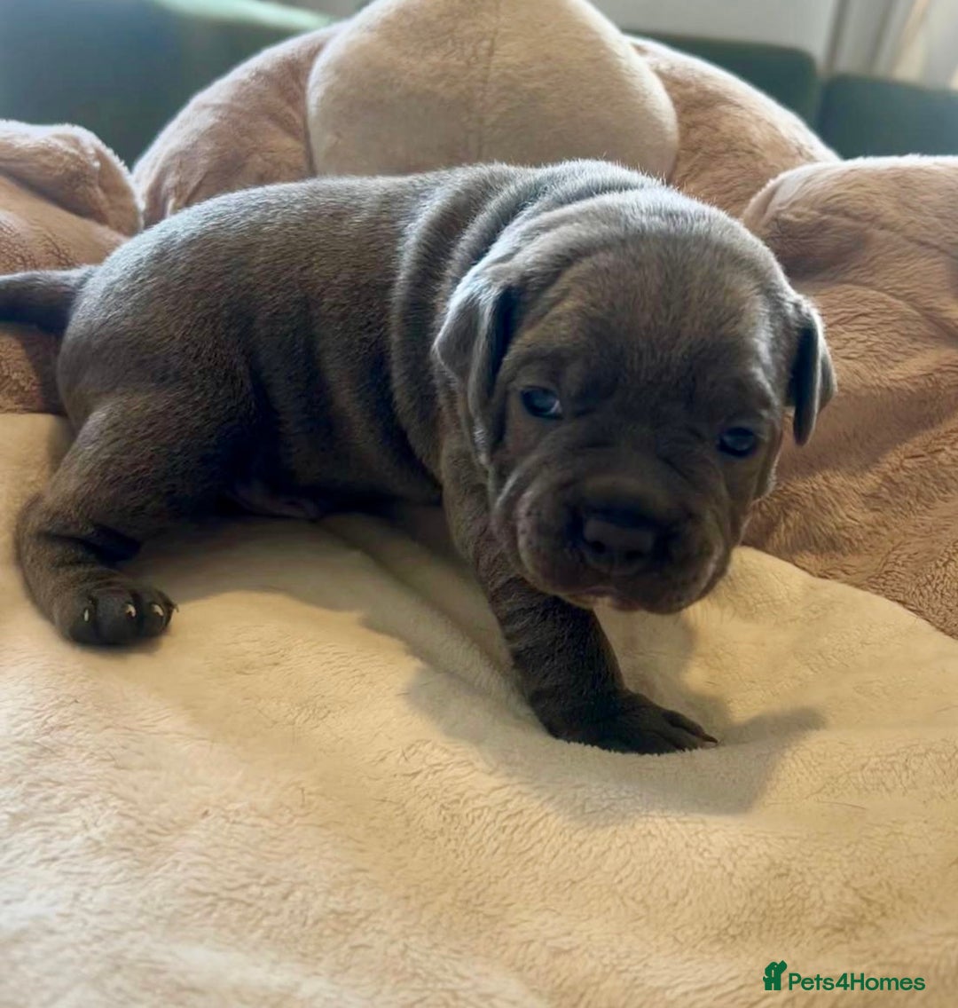 Staffordshire Bull Terrier dogs for sale: 🐾 Beautiful Staffordshire Bull Terrier Puppies 🐾 - Image 4