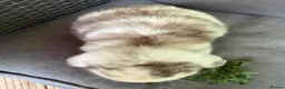 Mini Lop rabbits for sale: Lovely Harli mini lop buck born 20th March 2026 - Advert 4