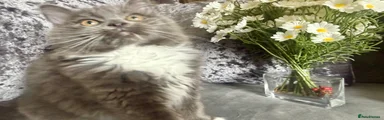 Ragdoll/persian kitten 1