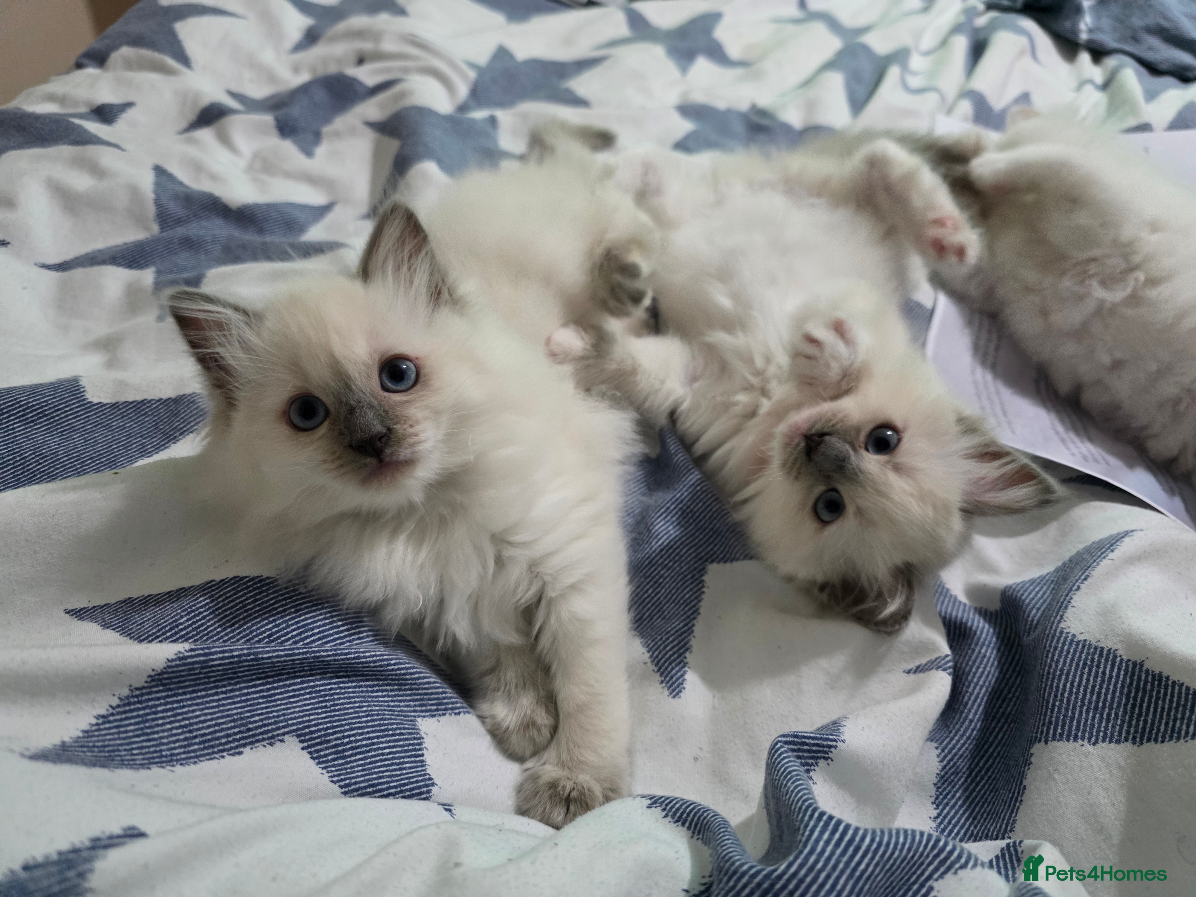 Ragdoll cats GCCF REGISTERED RAGDOLL KITTENS  - Advert 9
