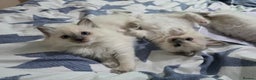 Ragdoll cats for sale: GCCF REGISTERED RAGDOLL KITTENS  - Advert 1