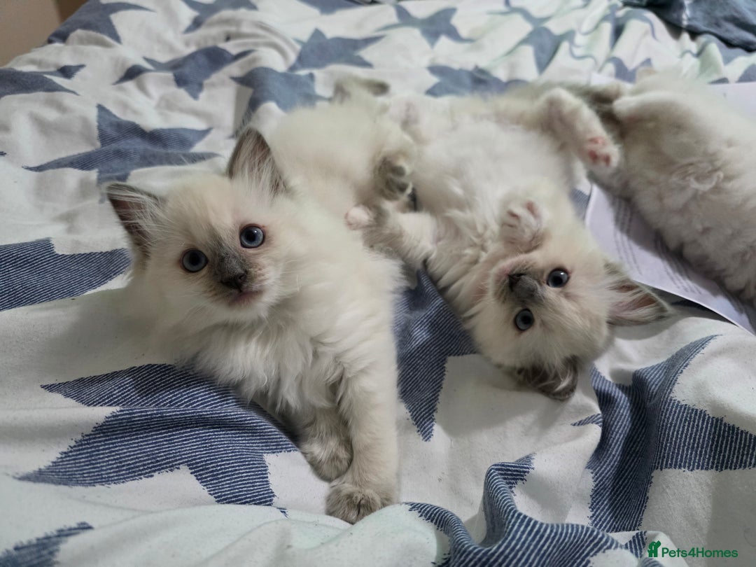 Ragdoll cats for sale: GCCF REGISTERED RAGDOLL KITTENS  - Advert 1