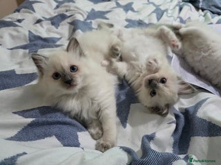 Ragdoll cats GCCF REGISTERED RAGDOLL KITTENS - Advert 5