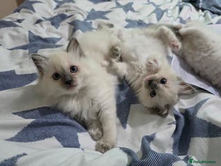 Ragdoll cats GCCF REGISTERED RAGDOLL KITTENS - Advert 19
