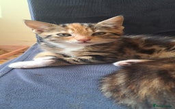 Mixed Breed cats for sale: Beautiful Calico Girl ready to leave now  - Image 4