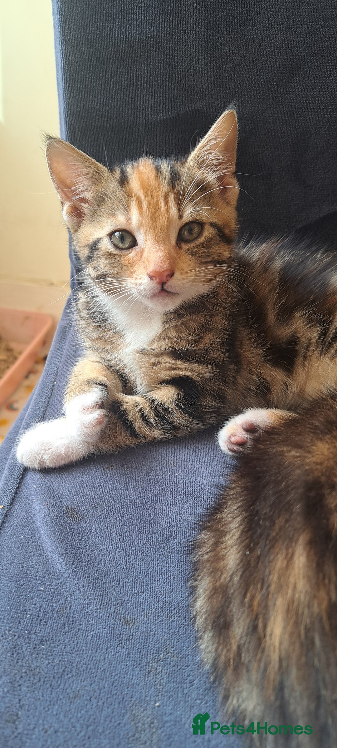 Mixed Breed cats for sale: Beautiful Calico Girl ready to leave now  - Image 4