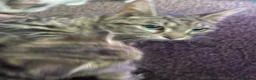 Mixed Breed cats for sale: 5 friendly kittens for sale.  - Advert 16