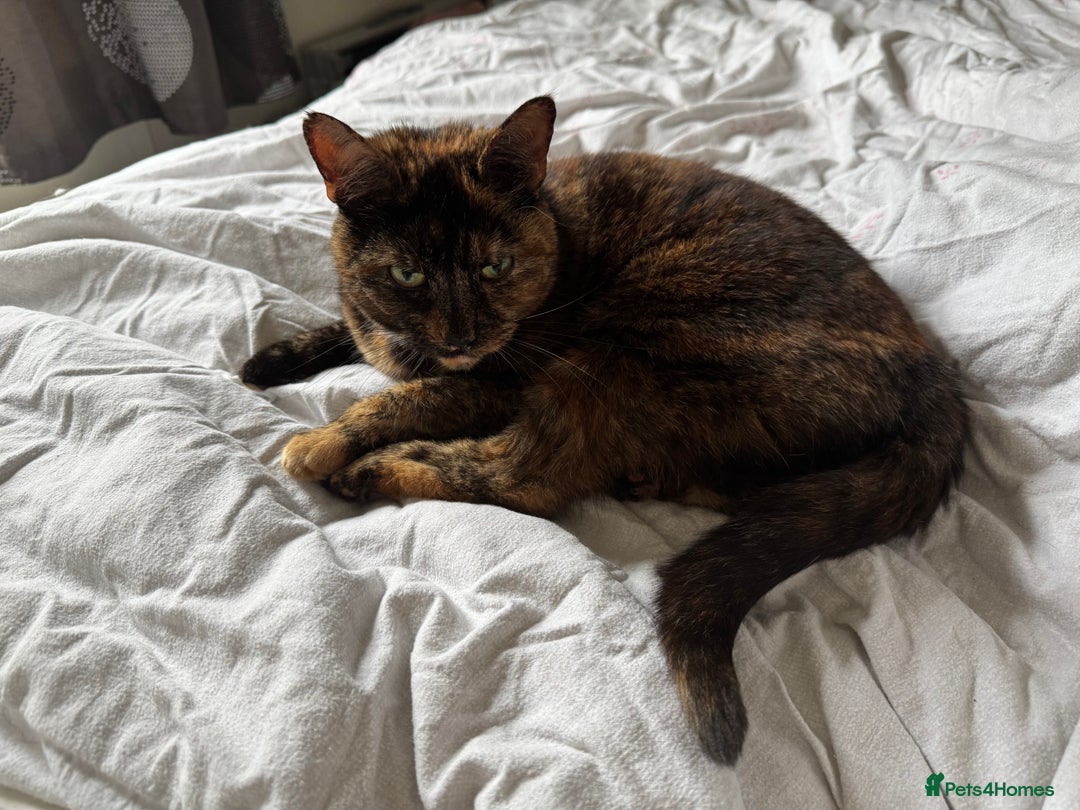 Mixed Breed cats for sale: Free to a good home - Image 2