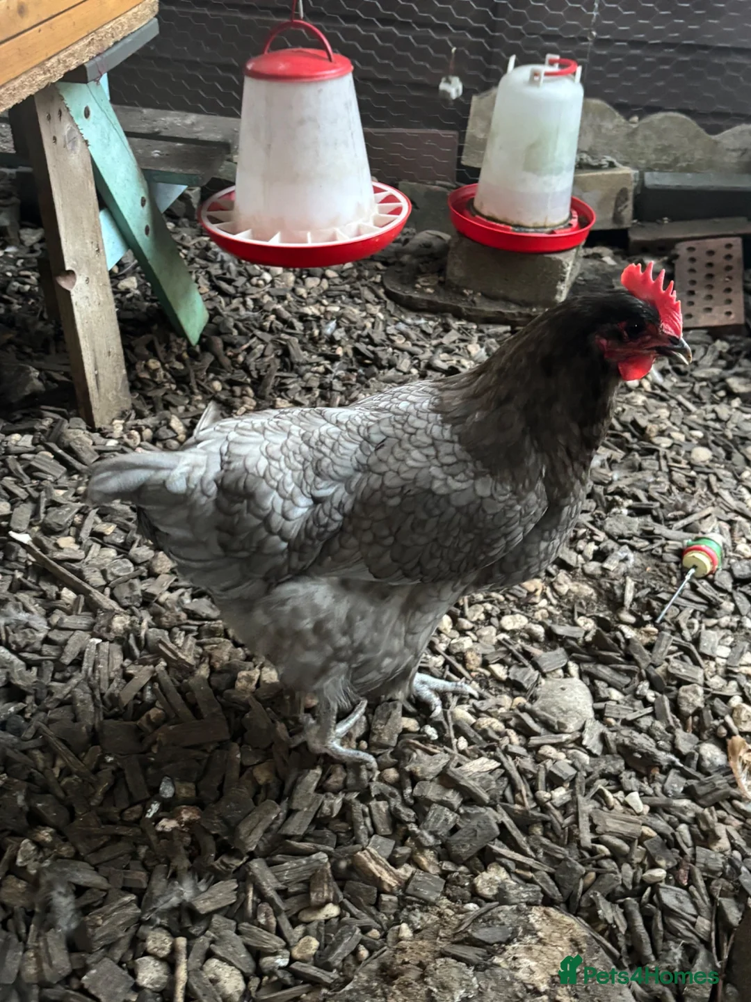 Chickens poultry for sale: Full set up and 3 hens for rehoming  in Shepton Mallet - Advert 3